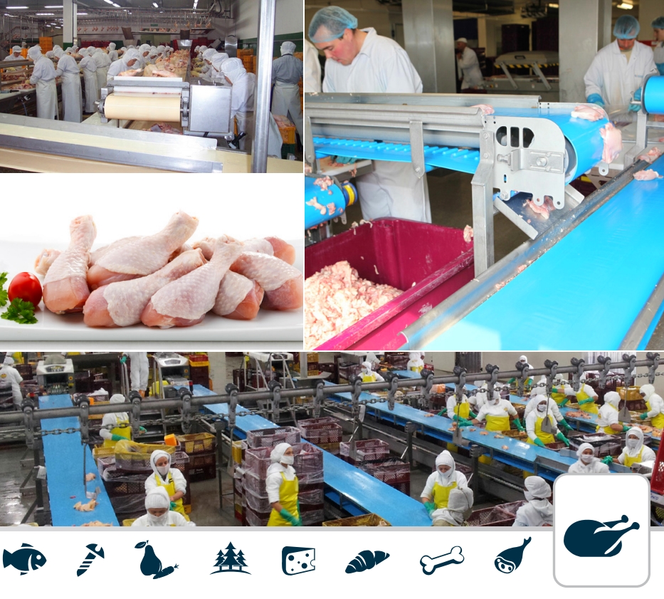 Volta Belting易洁带（同质性输送带）用于安全的家禽肉类加工和包装